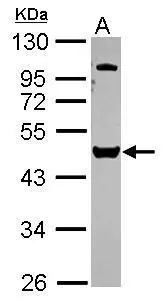 VPS4B antibody [N3C3]