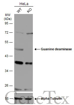 Wild-type (WT) and Guanine deaminase knockout (KO) HeLa cell extracts (30 μg) were separated by 10% SDS-PAGE, and the membrane was blotted with Guanine deaminase antibody (GTX115264) diluted at 1:1000. The HRP-conjugated anti-rabbit IgG antibody (GTX213110-01) was used to detect the primary antibody.