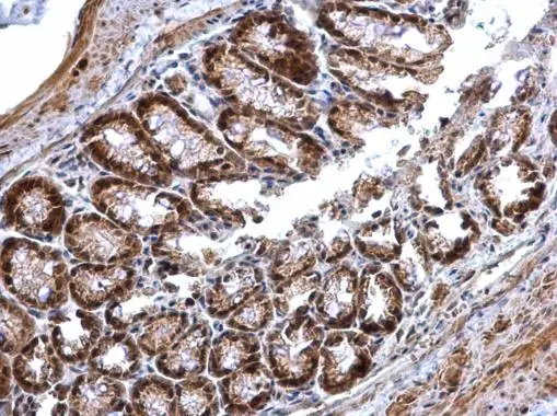 PRMT5 antibody [N3C3] detects PRMT5 protein at cytosol and nucleus on mouse colon by immunohistochemical analysis. Sample: Paraffin-embedded mouse colon. PRMT5 antibody [N3C3] (GTX115409) dilution: 1:500. 
 Antigen Retrieval: Trilogy? (EDTA based, pH 8.0) buffer, 15min