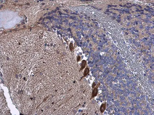 BAIAP2 antibody detects BAIAP2 protein at cytoplasm in Purkinje cells of mouse brain by immunohistochemical analysis. Sample: Paraffin-embedded mouse brain. BAIAP2 antibody (GTX115421) diluted at 1:500. 
 Antigen Retrieval: Citrate buffer, pH 6.0, 15 min