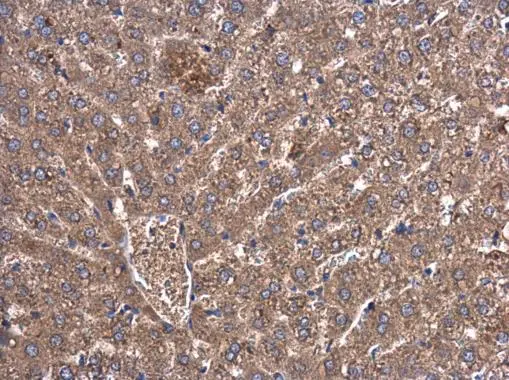 RBCK1 antibody detects RBCK1 protein at cytoplasm in rat liver by immunohistochemical analysis. Sample: Paraffin-embedded rat liver. RBCK1 antibody (GTX115451) diluted at 1:500. 
 Antigen Retrieval: Citrate buffer, pH 6.0, 15 min