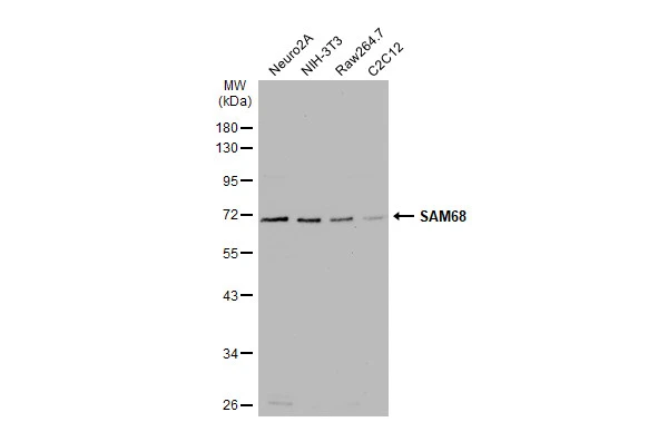 Various whole cell extracts (30 μg) were separated by 10% SDS-PAGE, and the membrane was blotted with SAM68 antibody [N2C3] (GTX115462) diluted at 1:1000. The HRP-conjugated anti-rabbit IgG antibody (GTX213110-01) was used to detect the primary antibody.