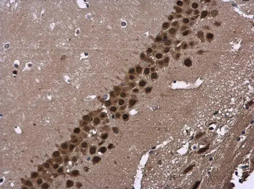 CUGBP2 antibody [N1N3] detects CUGBP2 protein at cytoplasm and nucleus in mouse brain by immunohistochemical analysis. Sample: Paraffin-embedded mouse brain. CUGBP2 antibody [N1N3] (GTX115463) diluted at 1:500. 
 Antigen Retrieval: Citrate buffer, pH 6.0, 15 min