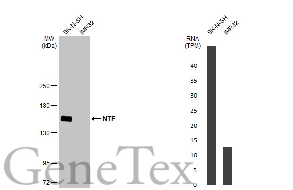 Various whole cell extracts (30 μg) were separated by 5% SDS-PAGE, and the membrane was blotted with NTE antibody (GTX115501) diluted at 1:1000. The HRP-conjugated anti-rabbit IgG antibody (GTX213110-01) was used to detect the primary antibody, and the signal was developed with Trident ECL plus-Enhanced. Corresponding RNA expression data for the same cell lines are based on Human Protein Atlas program.