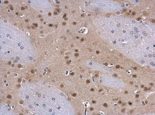 COPS8 antibody detects COPS8 protein at nucleus in mouse brain by immunohistochemical analysis. Sample: Paraffin-embedded mouse brain. COPS8 antibody (GTX115506) diluted at 1:500. Antigen Retrieval: Citrate buffer, pH 6.0, 15 min