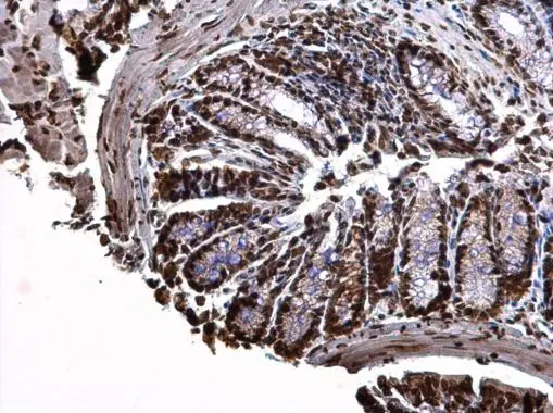 Histone H3.3B antibody detects Histone H3.3B protein at nucleus on mouse prostate by immunohistochemical analysis. Sample: Paraffin-embedded mouse prostate. Histone H3.3B antibody (GTX115549) dilution: 1:500.
Antigen Retrieval: Trilogy? (EDTA based, pH 8.0) buffer, 15min Histone H3.3B antibody detects Histone H3.3B protein at nucleus on mouse prostate by immunohistochemical analysis. Sample: Paraffin-embedded mouse prostate. Histone H3.3B antibody (GTX115549) dilution: 1:500.
Antigen Retrieval: Trilogy? (EDTA based, pH 8.0) buffer, 15min