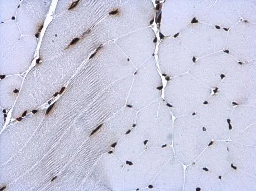 Histone H3.3B antibody detects Histone H3.3B protein at nucleus in mouse muscle by immunohistochemical analysis. Sample: Paraffin-embedded mouse muscle. Histone H3.3B antibody (GTX115549) diluted at 1:500.
Antigen Retrieval: Citrate buffer, pH 6.0, 15 min Histone H3.3B antibody detects Histone H3.3B protein at nucleus in mouse muscle by immunohistochemical analysis. Sample: Paraffin-embedded mouse muscle. Histone H3.3B antibody (GTX115549) diluted at 1:500.
Antigen Retrieval: Citrate buffer, pH 6.0, 15 min