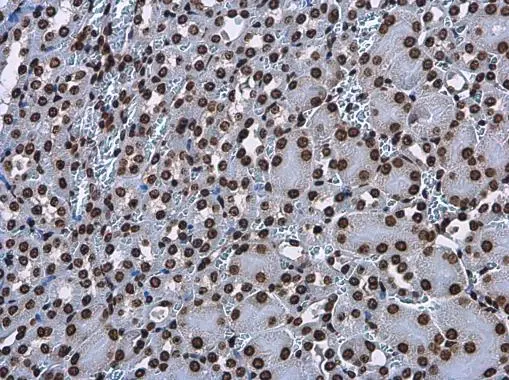 Histone H3.3B antibody detects Histone H3.3B protein at nucleus in mouse kidney by immunohistochemical analysis. Sample: Paraffin-embedded mouse kidney. Histone H3.3B antibody (GTX115549) diluted at 1:500.
Antigen Retrieval: Citrate buffer, pH 6.0, 15 min Histone H3.3B antibody detects Histone H3.3B protein at nucleus in mouse kidney by immunohistochemical analysis. Sample: Paraffin-embedded mouse kidney. Histone H3.3B antibody (GTX115549) diluted at 1:500.
Antigen Retrieval: Citrate buffer, pH 6.0, 15 min