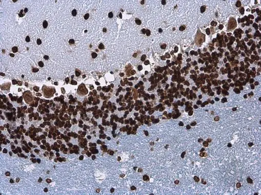 Histone H3.3B antibody detects Histone H3.3B protein at nucleus in rat brain by immunohistochemical analysis. Sample: Paraffin-embedded rat brain. Histone H3.3B antibody (GTX115549) diluted at 1:500.
Antigen Retrieval: Citrate buffer, pH 6.0, 15 min Histone H3.3B antibody detects Histone H3.3B protein at nucleus in rat brain by immunohistochemical analysis. Sample: Paraffin-embedded rat brain. Histone H3.3B antibody (GTX115549) diluted at 1:500.
Antigen Retrieval: Citrate buffer, pH 6.0, 15 min