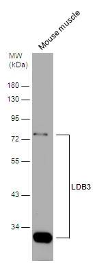 Mouse tissue extract (50 μg) was separated by 10% SDS-PAGE, and the membrane was blotted with LDB3 antibody (GTX115593) diluted at 1:1000. The HRP-conjugated anti-rabbit IgG antibody (GTX213110-01) was used to detect the primary antibody.