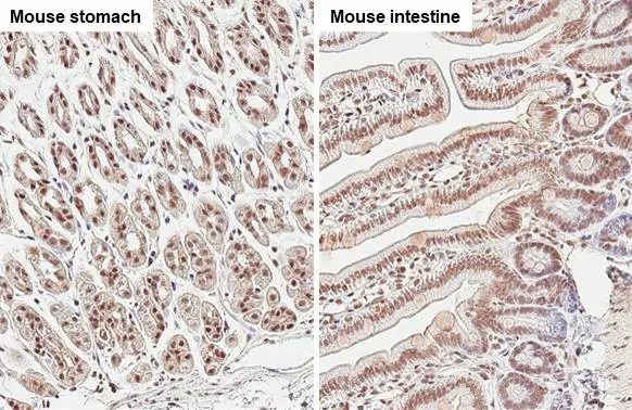 U2AF65 antibody [C1C3] detects U2AF65 protein at cytoplasm and nucleus by immunohistochemical analysis. Sample: Paraffin-embedded mouse tissue. U2AF65 stained by U2AF65 antibody [C1C3] (GTX115622) diluted at 1:500. Antigen Retrieval: Citrate buffer, pH 6.0, 15 min