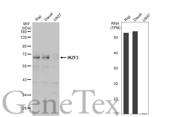 Various whole cell extracts (30 μg) were separated by 10% SDS-PAGE, and the membrane was blotted with IKZF3 antibody [N1C2] (GTX115628) diluted at 1:1000. The HRP-conjugated anti-rabbit IgG antibody (GTX213110-01) was used to detect the primary antibody. Corresponding RNA expression data for the same cell lines are based on Human Protein Atlas program.