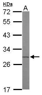 Sample (50 ug of whole cell lysate) A: mouse liver 12% SDS PAGE GTX115707 diluted at 1:1000