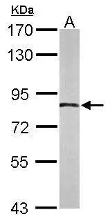 APPL1 antibody [C1C3]