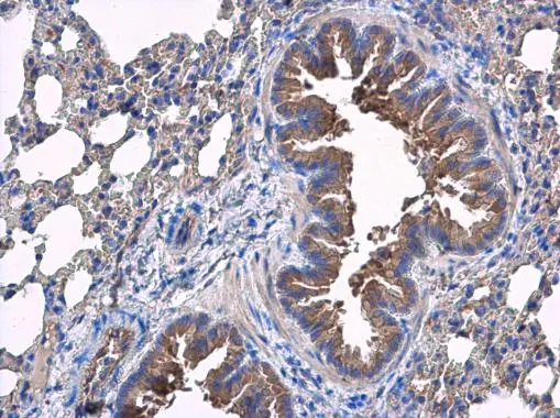 SLC17A5 antibody detects SLC17A5 protein at cytoplasm in mouse lung by immunohistochemical analysis. Sample: Paraffin-embedded mouse lung. SLC17A5 antibody (GTX115822) diluted at 1:500. 
 Antigen Retrieval: Citrate buffer, pH 6.0, 15 min