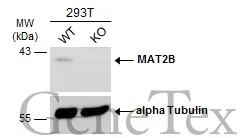 Wild-type (WT) and MAT2B knockout (KO) 293T cell extracts (30 μg) were separated by 10% SDS-PAGE, and the membrane was blotted with MAT2B antibody [N3C3] (GTX115863) diluted at 1:1000. The HRP-conjugated anti-rabbit IgG antibody (GTX213110-01) was used to detect the primary antibody, and the signal was developed with Trident ECL plus-Enhanced.