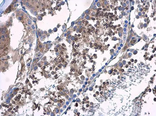HOOK2 antibody detects HOOK2 protein at cytoplasm in mouse testis by immunohistochemical analysis. Sample: Paraffin-embedded mouse testis. HOOK2 antibody (GTX115898) diluted at 1:500. 
 Antigen Retrieval: Citrate buffer, pH 6.0, 15 min