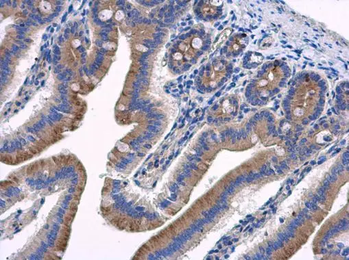 HOOK2 antibody detects HOOK2 protein at cytoplasm in mouse duodenum by immunohistochemical analysis. Sample: Paraffin-embedded mouse duodenum. HOOK2 antibody (GTX115898) diluted at 1:500. 
 Antigen Retrieval: Citrate buffer, pH 6.0, 15 min