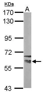 Sample (50 ug of whole cell lysate) A: mouse brain 7.5% SDS PAGE GTX115907 diluted at 1:10000