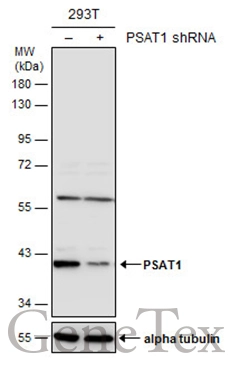 Non-transfected (–) and transfected (+) 293T whole cell extracts (30 μg) were separated by 10% SDS-PAGE, and the membrane was blotted with PSAT1 antibody [N3C3] (GTX115909) diluted at 1:1000. The HRP-conjugated anti-rabbit IgG antibody (GTX213110-01) was used to detect the primary antibody.
