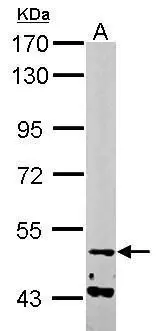 Sample (50 ug of whole cell lysate) A: mouse muscle 7.5% SDS PAGE GTX115913 diluted at 1:1000