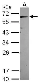 CEP57 antibody [N1C1]