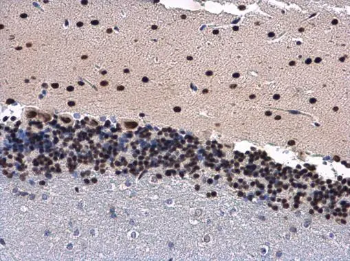 ANP32A antibody [N1C2] detects ANP32A protein at nucleus in mouse brain by immunohistochemical analysis. Sample: Paraffin-embedded mouse brain. ANP32A antibody [N1C2] (GTX115933) diluted at 1:500. 
 Antigen Retrieval: Citrate buffer, pH 6.0, 15 min