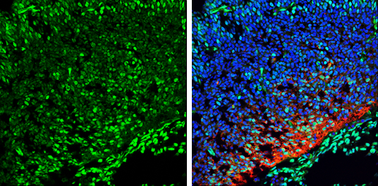 QKI antibody [N2C3] detects QKI protein expression by immunohistochemical analysis. Sample: Frozen sectioned E13.5 Rat brain. Green: QKI protein stained by QKI antibody [N2C3] (GTX115969) diluted at 1:250. Red: beta Tubulin 3/ TUJ1, a mature neuron marker, stained by beta Tubulin 3/ TUJ1 antibody [GT11710] (GTX631836) diluted at 1:500. Blue: Fluoroshield with DAPI (GTX30920).