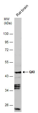 Rat tissue extract (50 μg) was separated by 10% SDS-PAGE, and the membrane was blotted with QKI antibody [N2C3] (GTX115969) diluted at 1:1000.