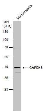 GAPDHS antibody