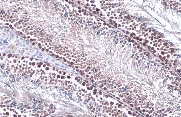 PRMT5 antibody [N1C1] detects PRMT5 protein at cytoplasm and nucleus by immunohistochemical analysis. Sample: Paraffin-embedded mouse testis. PRMT5 stained by PRMT5 antibody [N1C1] (GTX116004) diluted at 1:500. Antigen Retrieval: Citrate buffer, pH 6.0, 15 min