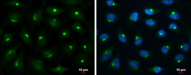 MAP4K4 antibody detects MAP4K4 protein at Golgi apparatus by immunofluorescent analysis. Sample: HeLa cells were fixed in 4% paraformaldehyde at RT for 15 min. Green: MAP4K4 stained by MAP4K4 antibody (GTX116008) diluted at 1:500. Blue: Hoechst 33342 staining. Scale bar= 10 μm.