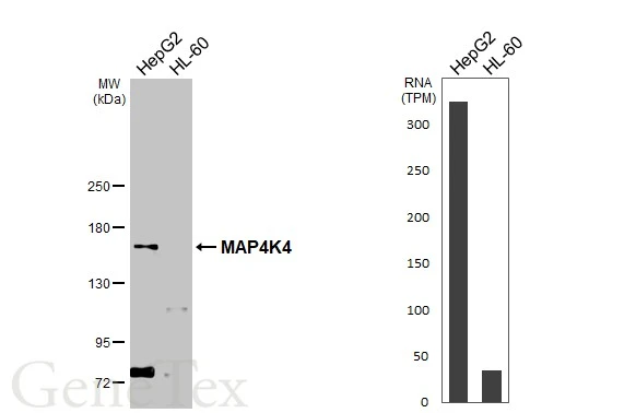 Various whole cell extracts (30 μg) were separated by 5% SDS-PAGE, and the membrane was blotted with MAP4K4 antibody (GTX116008) diluted at 1:1000. The HRP-conjugated anti-rabbit IgG antibody (GTX213110-01) was used to detect the primary antibody. Corresponding RNA expression data for the same cell lines are based on Human Protein Atlas program. Various whole cell extracts (30 μg) were separated by 5% SDS-PAGE, and the membrane was blotted with MAP4K4 antibody (GTX116008) diluted at 1:1000. The HRP-conjugated anti-rabbit IgG antibody (GTX213110-01) was used to detect the primary antibody. Corresponding RNA expression data for the same cell lines are based on Human Protein Atlas program.