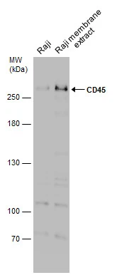 CD45 antibody (GTX116018) detects CD45 protein by flow cytometry analysis. Sample: THP-1 cell. Black: Unlabelled sample was used as a control. Red: CD45 antibody (GTX116018) dilution: 1:50. 