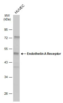 Sample (30 ug of whole cell lysate) A: GL261 10% SDS PAGE GTX116034 diluted at 1:1000 The HRP-conjugated anti-rabbit IgG antibody (GTX213110-01) was used to detect the primary antibody.