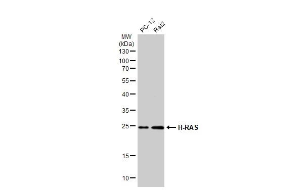 Various whole cell extracts (30 ug) were separated by 12% SDS-PAGE,and the membrane was blotted with H-Ras antibody (GTX116041) diluted at 1:500. The HRP-conjugated anti-rabbit IgG antibody (GTX213110-01) was used to detect the primary antibody.