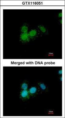 GTX116051 ICC/IF Image