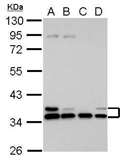 HLA-E antibody