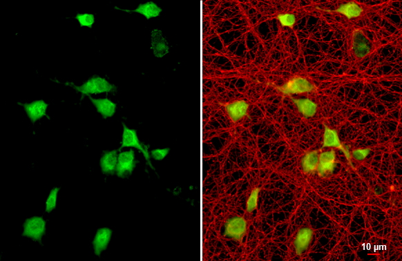 SDF1 antibody [N1C3] detects SDF1 protein by immunofluorescent analysis. Sample: DIV9 rat cortical neuron and Glia cell cells were fixed in 4% paraformaldehyde at RT for 15 min. Green: SDF1 stained by SDF1 antibody [N1C3] (GTX116092) diluted at 1:50. Red: Tau, an axon marker, stained by Tau antibody [GT287] (GTX634809) diluted at 1:500.