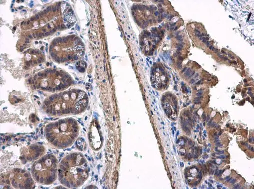 VPS36 antibody detects VPS36 protein at cytoplasm in mouse intestine by immunohistochemical analysis. Sample: Paraffin-embedded mouse intestine. VPS36 antibody (GTX116124) diluted at 1:500. 
 Antigen Retrieval: Citrate buffer, pH 6.0, 15 min