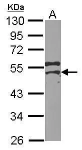 Sample (50 ug of whole cell lysate) A: mouse testis 10% SDS PAGE GTX116127 diluted at 1:1000