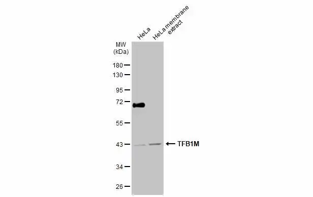 HeLa whole cell and membrane extracts (30 μg) were separated by 10% SDS-PAGE, and the membrane was blotted with TFB1M antibody (GTX116131) diluted at 1:1000. The HRP-conjugated anti-rabbit IgG antibody (GTX213110-01) was used to detect the primary antibody.
