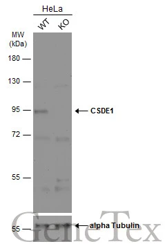 Wild-type (WT) and CSDE1 knockout (KO) HeLa cell extracts (30 μg) were separated by 7.5% SDS-PAGE, and the membrane was blotted with CSDE1 antibody [N2C1], Internal (GTX116218) diluted at 1:1000. The HRP-conjugated anti-rabbit IgG antibody (GTX213110-01) was used to detect the primary antibody.