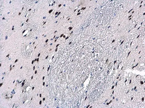 Macro H2A.2 antibody [N3C3] detects Macro H2A.2 protein at nucleus in mouse brain by immunohistochemical analysis. Sample: Paraffin-embedded mouse brain. Macro H2A.2 antibody [N3C3] (GTX116234) diluted at 1:500. 
 Antigen Retrieval: Citrate buffer, pH 6.0, 15 min