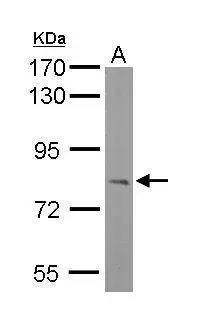 Sample (50 ug of whole cell lysate) A: Mouse brain 7.5% SDS PAGE GTX116266 diluted at 1:1000