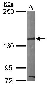 SIN3B antibody [N1N2], N-term