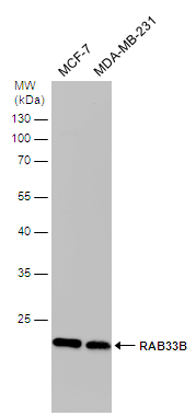 Various whole cell extracts (30 μg) were separated by 12% SDS-PAGE, and the membrane was blotted with RAB33B antibody [N2C3] (GTX116390) diluted at 1:1000.