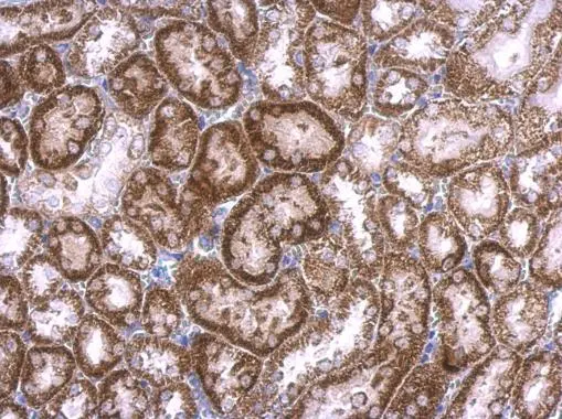 RAB33B antibody [N2C3] detects RAB33B protein at cytosol on mouse kidney by immunohistochemical analysis. Sample: Paraffin-embedded mouse kidney. RAB33B antibody [N2C3] (GTX116390) dilution: 1:500. 
 Antigen Retrieval: Trilogy? (EDTA based, pH 8.0) buffer, 15min