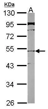 Sample (50 ug of whole cell lysate) A: mouse brain 10% SDS PAGE GTX116402 diluted at 1:1000