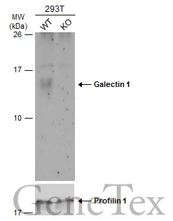 Wild-type (WT) and Galectin 1 knockout (KO) 293T cell extracts (30 μg) were separated by 15% SDS-PAGE, and the membrane was blotted with Galectin 1 antibody (GTX116411) diluted at 1:500. The HRP-conjugated anti-rabbit IgG antibody (GTX213110-01) was used to detect the primary antibody, and the signal was developed with Trident ECL plus-Enhanced.